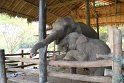 Day 9 - Chiang Mai - Elephant Camp 203